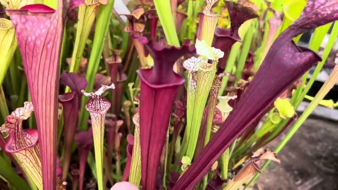 Fall Sarracenia Tour 🍂 Stunning Pitcher Plants in September