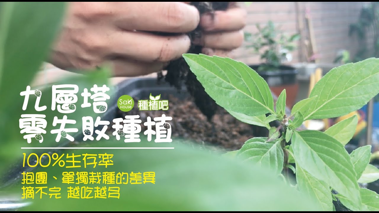 【Saki種植吧】九層塔100%生存率，零失敗種植，越吃越多棵，越摘長越多