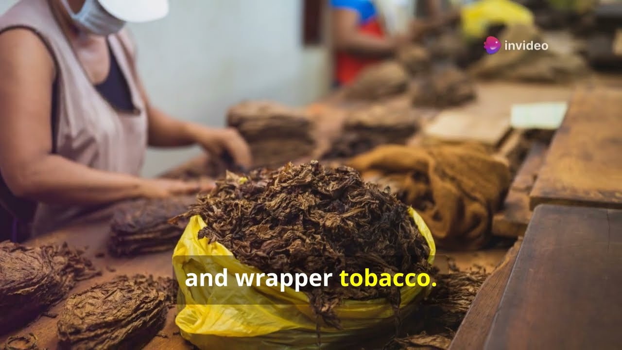 The Craft of Cigars & Cigarettes: From Leaf to Smoke