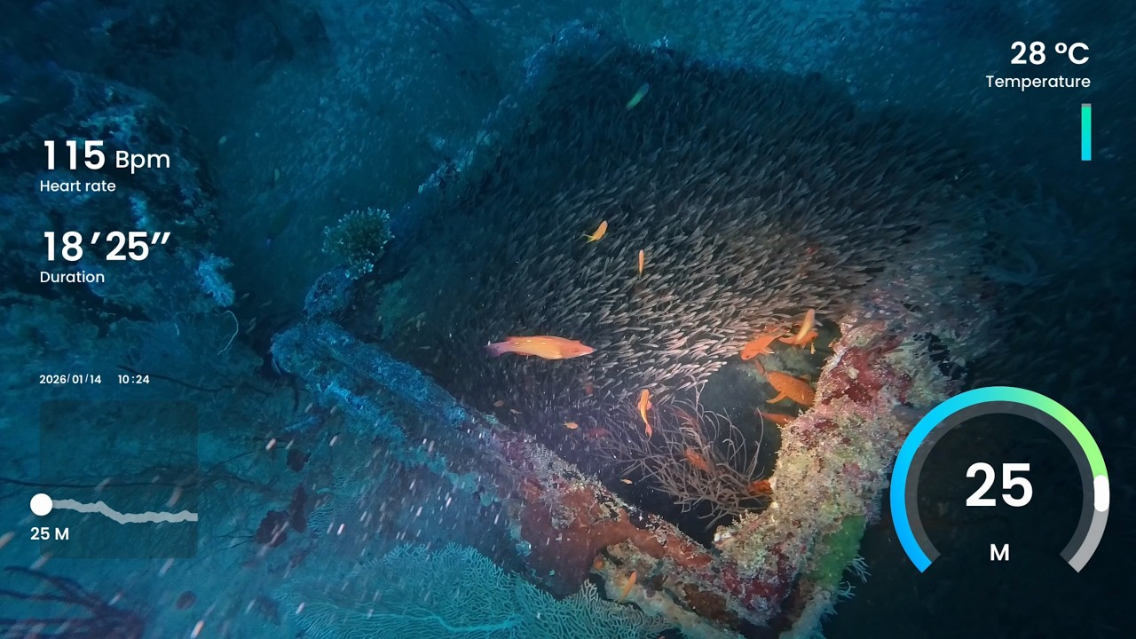 Dive 40 - Felicity Maldives - North Ari Atoll - Fesdhoo Wreck (Ship wreck dive, busy AF)