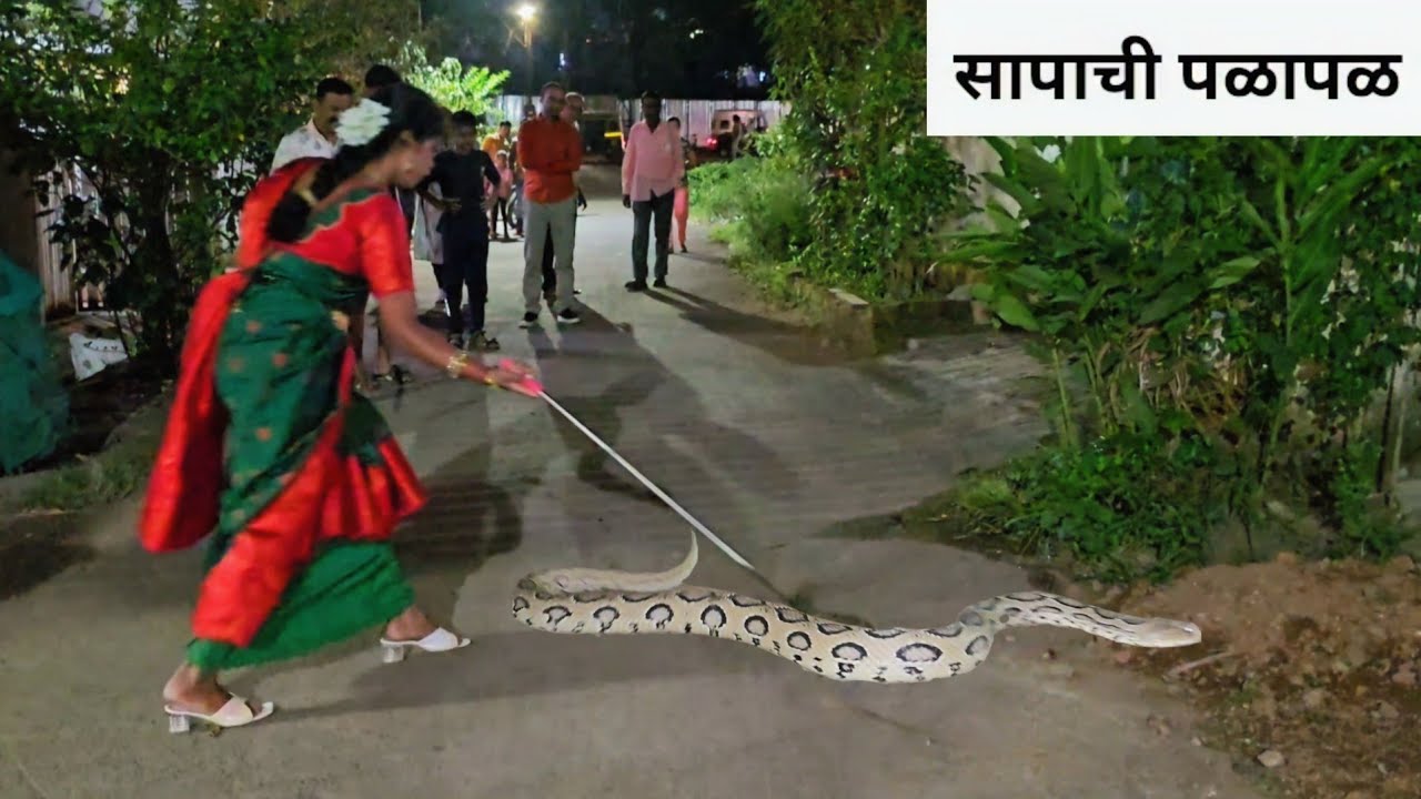 विषारी साप त्यात मी साडीत आणि सापाने घातला गल्लीत गोंधळ 🙆🏻‍♀️🐍