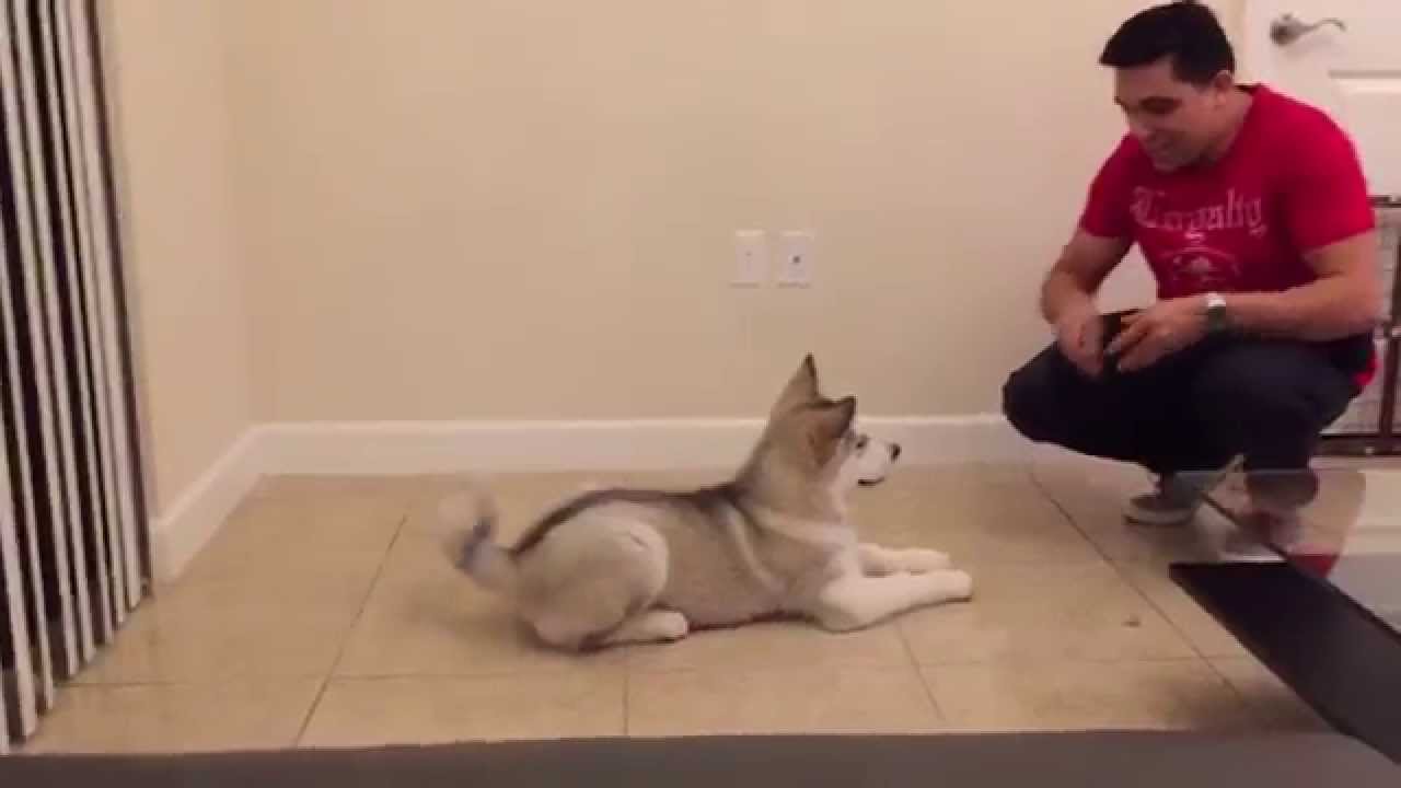 Venus 13 weeks old Alaskan Malamute Training