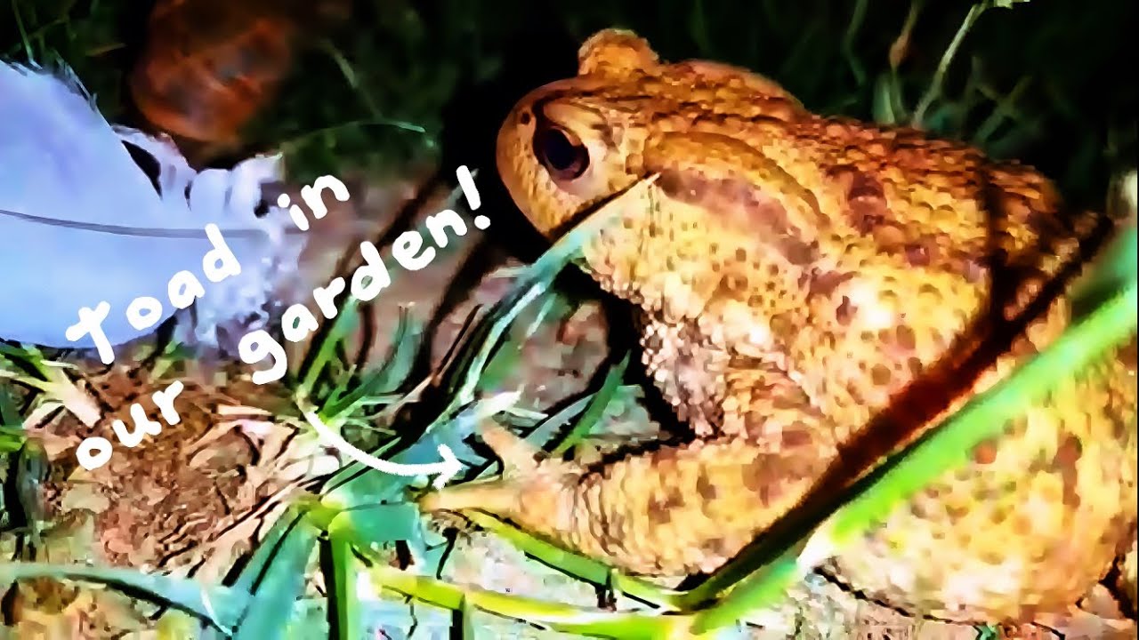 COMMON TOAD facts & how to attract toads to your garden 
