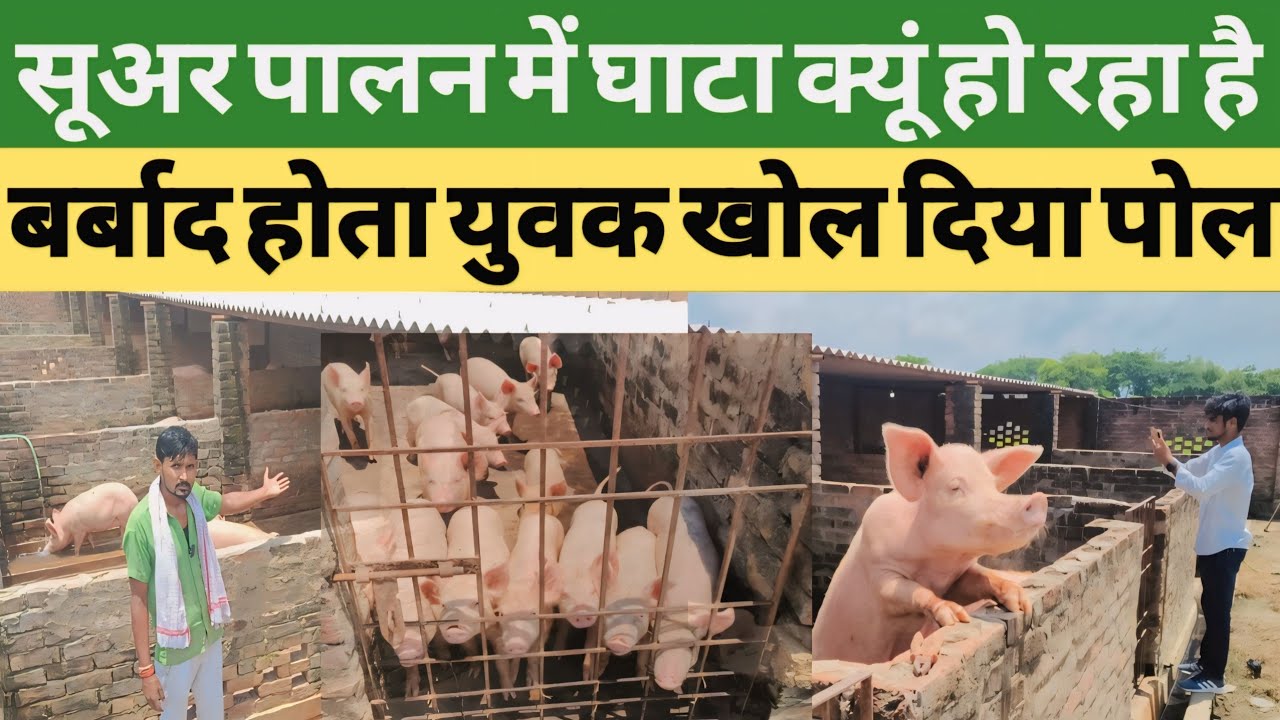 #सूअर_पालन से बर्बाद होता एक युवा किसान हो रहा लाखों का घाट जाने घाटे के पीछे का सही वजह #pig #farm