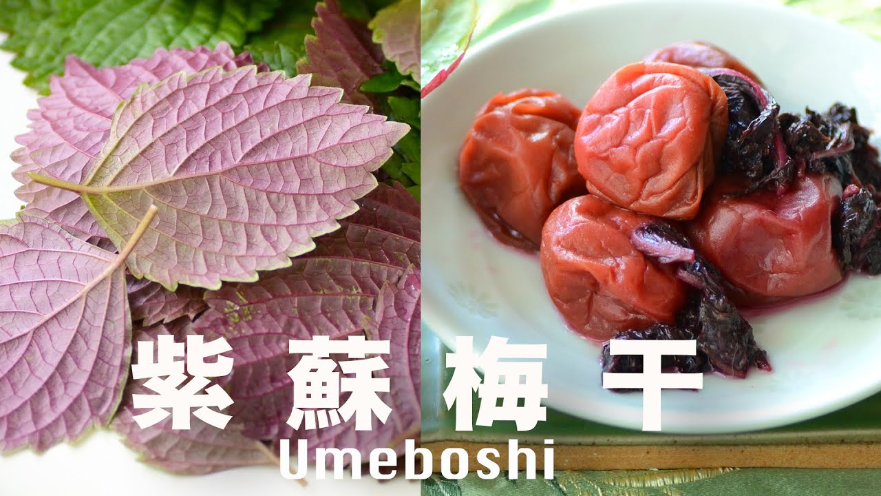 為什麼日本人離不開🍑酸梅乾⁉️  我做了個減鹽版紫蘇梅干 Umeboshi❗️@beanpandacook