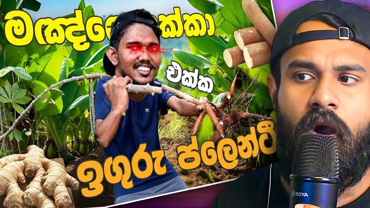 මඤ්ඤොක්කායි ඉගුරු ප්ලේන්ටියි 😋 