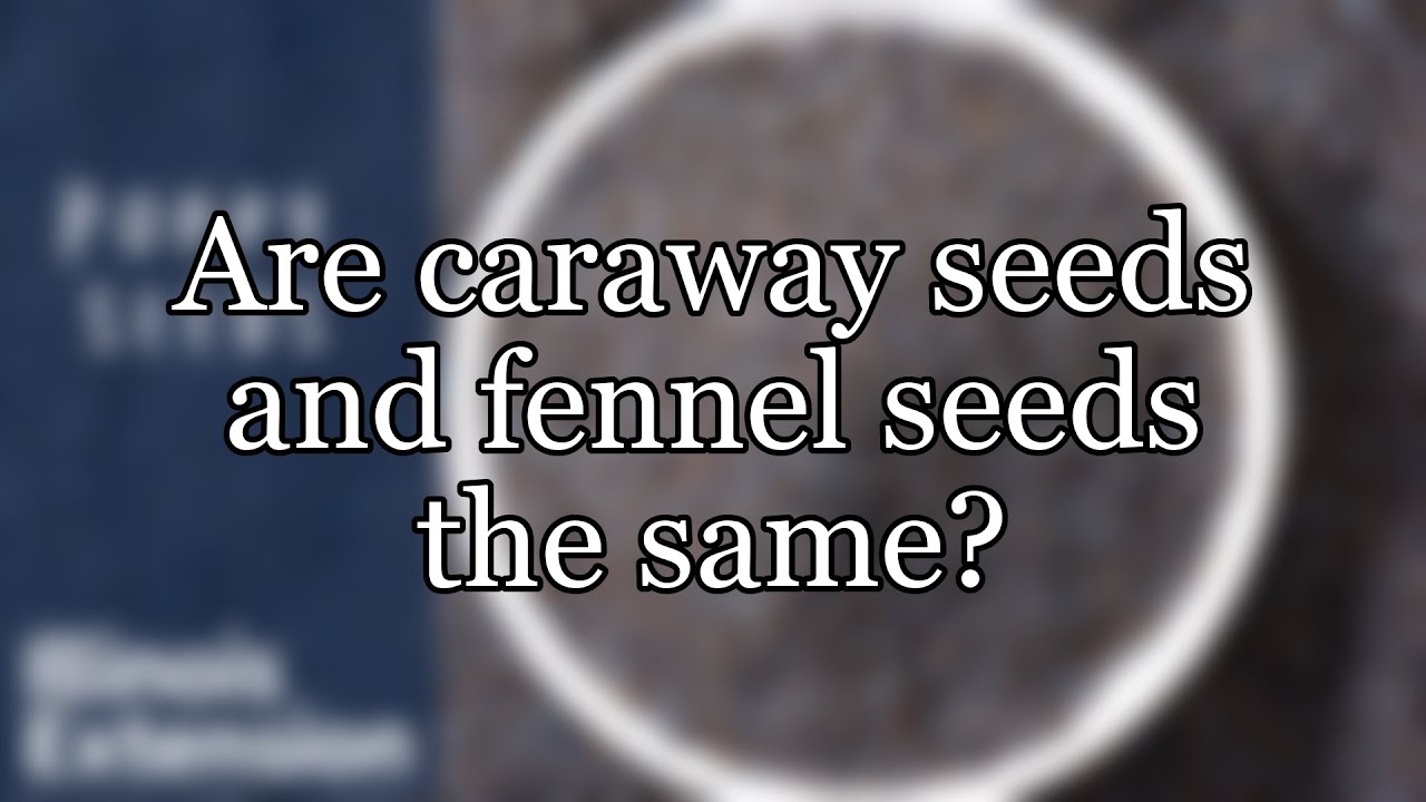 Are caraway seeds and fennel seeds the same?