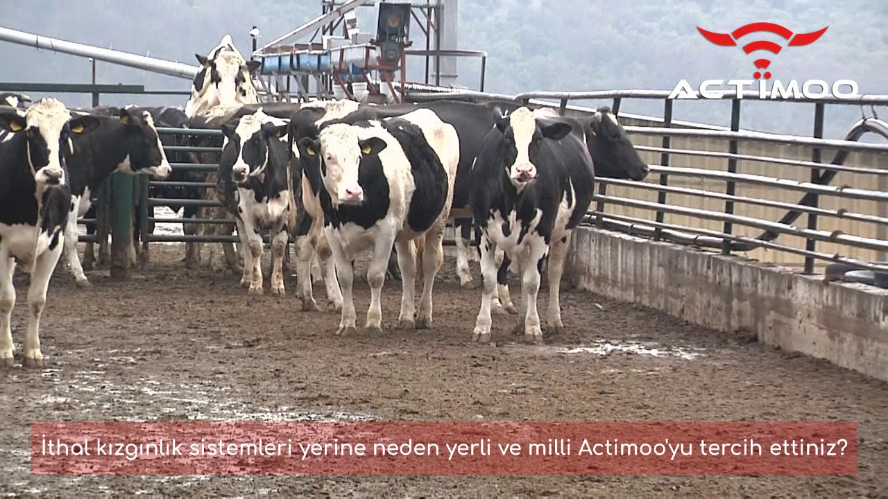 ALİ KULOĞLU SAMSUN/BAFRA