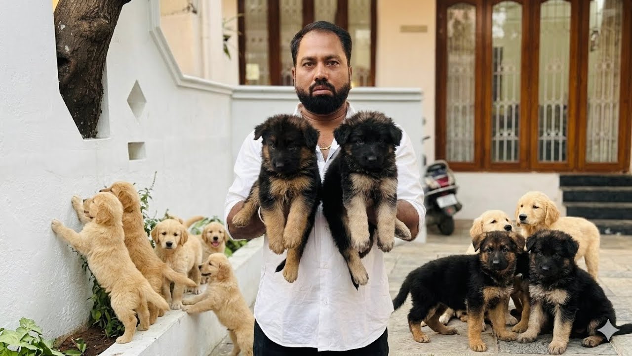 Only For Quality Lovers | Raj Pets | In Chennai Quality Puppies 