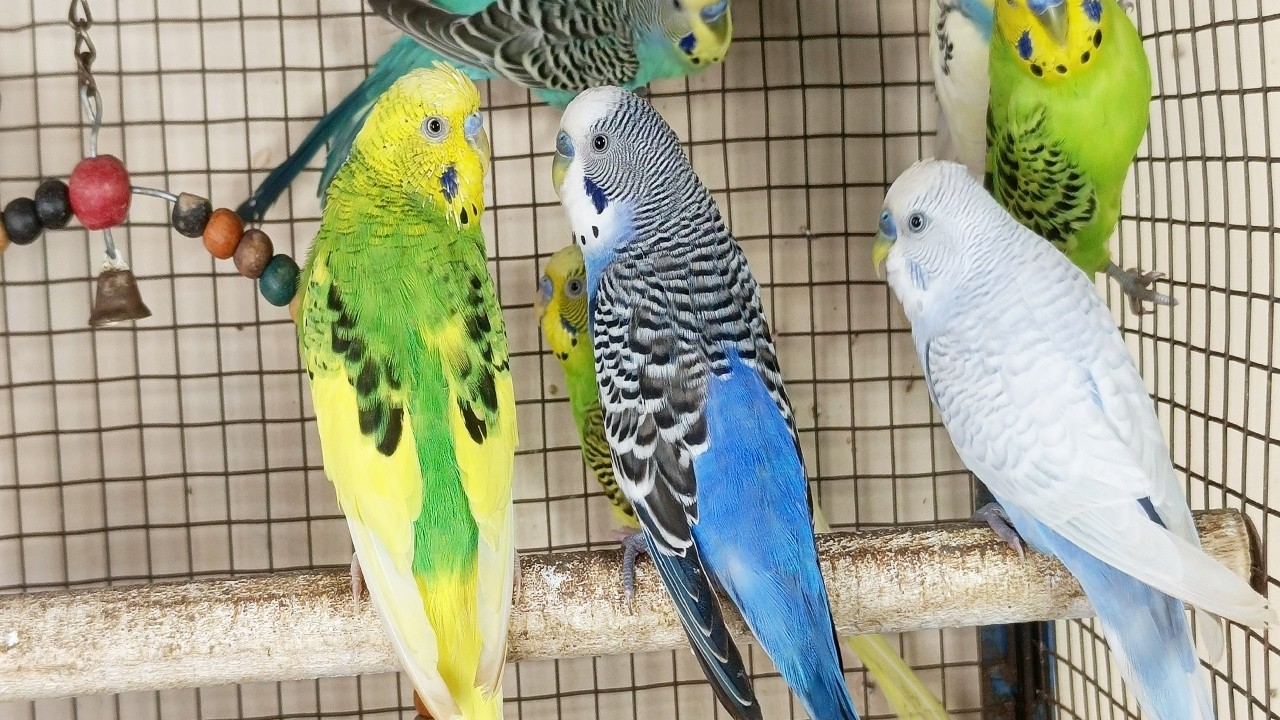 3 Hr Budgies Chirping Talking Singing Parakeets Sounds Reduce Stress , Relax to Nature Bird Sound