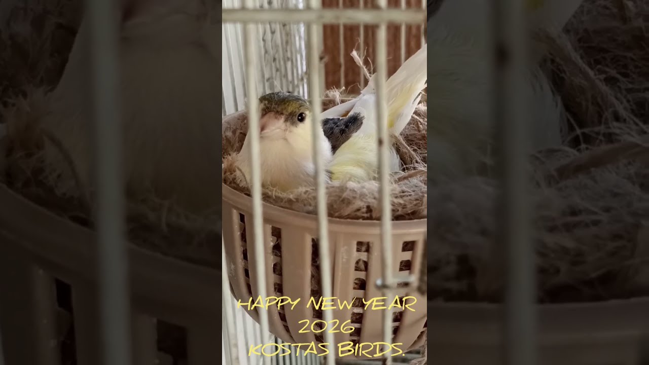 HAPPY NEW YEAR 2026 - KOSTAS BIRDS.