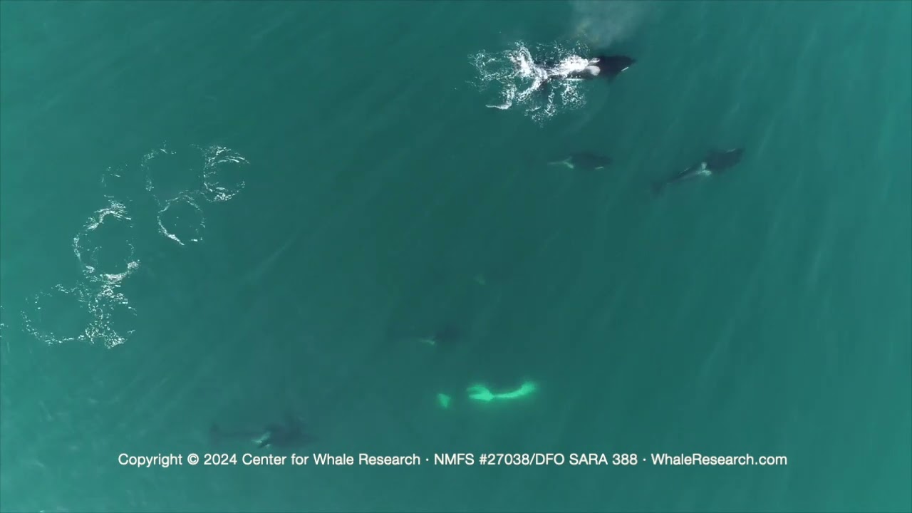Center for Whale Research