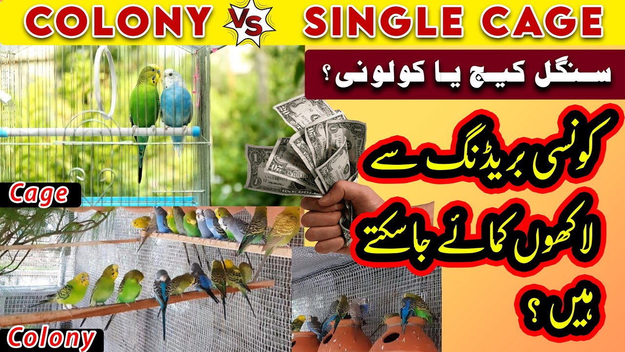 Colony breeding vs cage breeding | cage Behtar he ya Colony breeding | love birds colony breeding