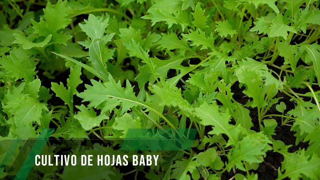 Cultivo de hojas baby - TvAgro por Juan Gonzalo Angel Restrepo