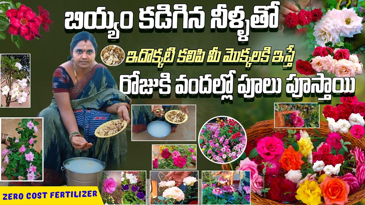 గులాబీలు మందారాలు ఇంకా ఏ పువ్వులైన వందల్లో పూయాలంటే ఈ ఫెర్టిలైజర్ ఇవ్వండి#Fertilizer for More Blooms