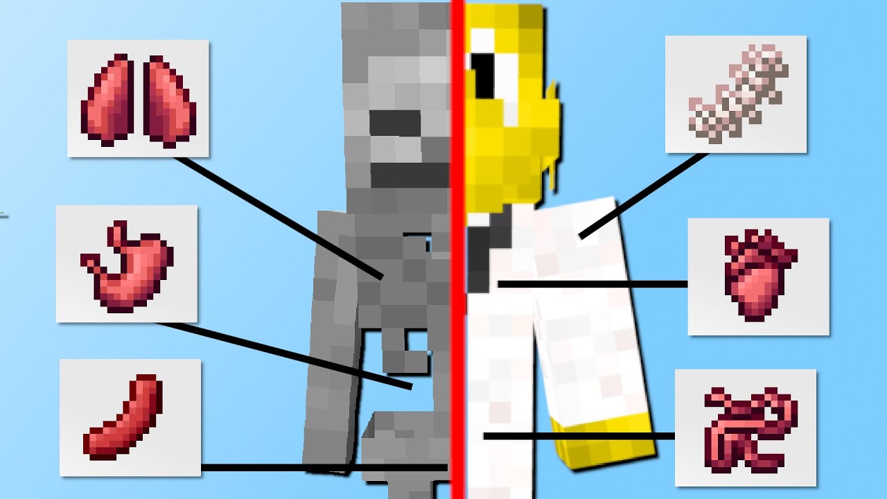 Organe in Minecraft! (Wie im echten Leben) - Minecraft Mod