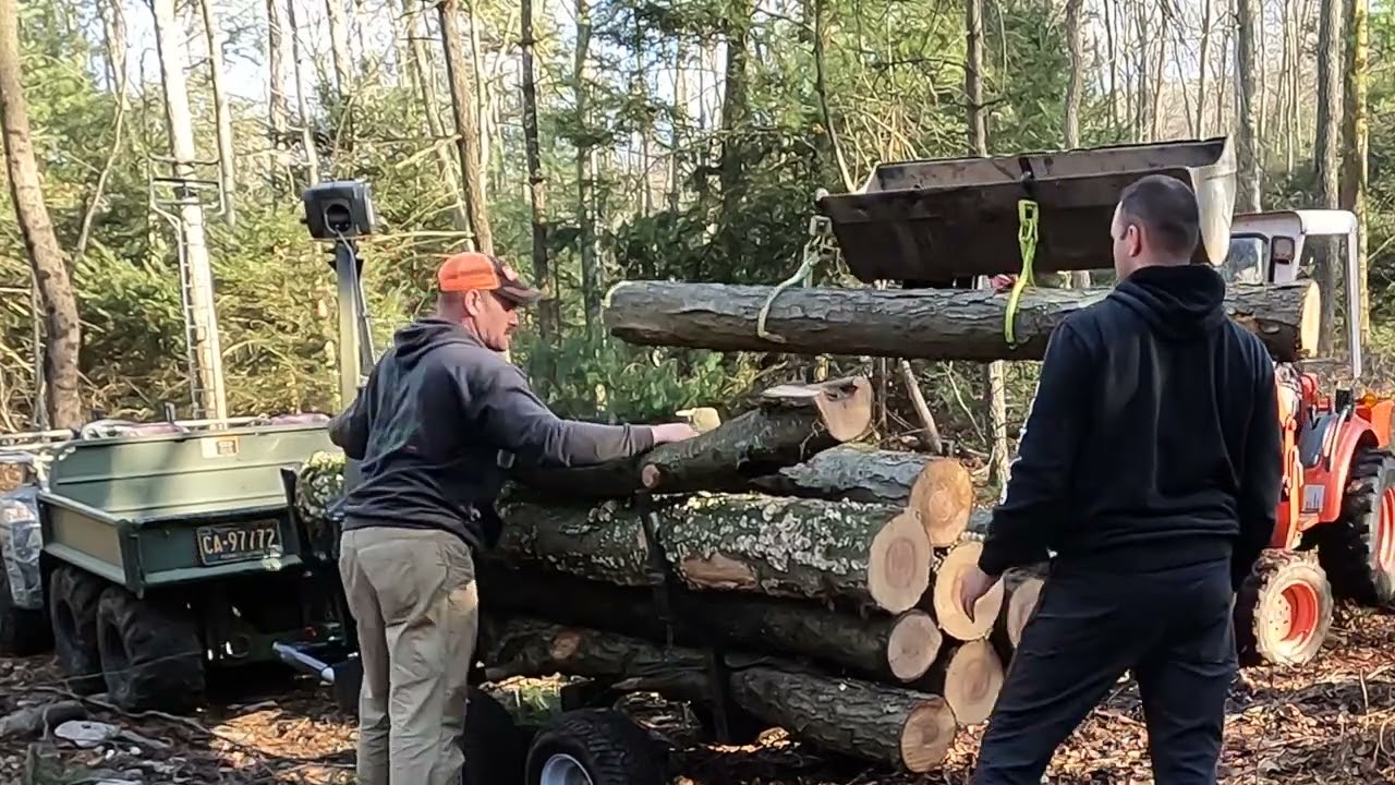 Black Birch everywhere !!! It needs rescued!!!
