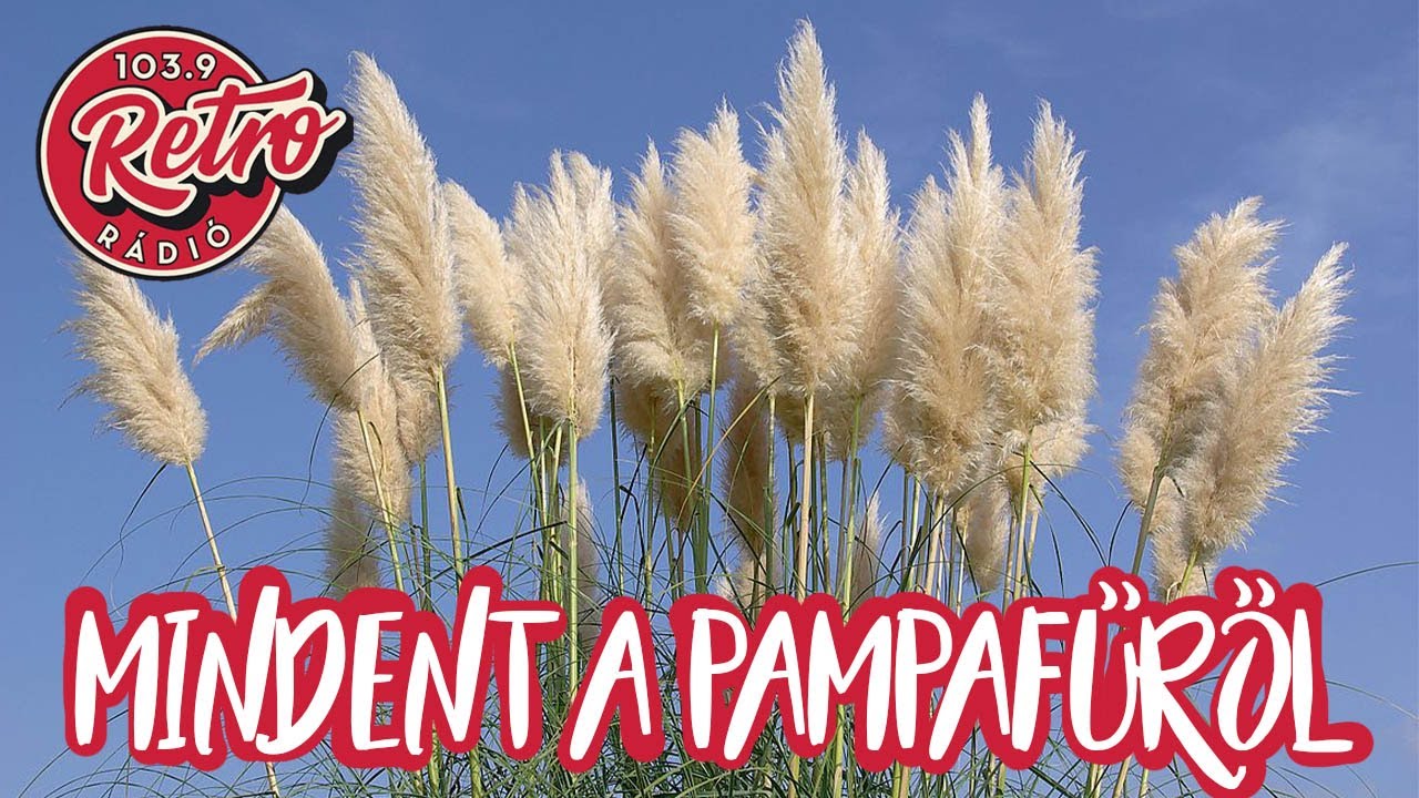 Mindent a pampafűről - Retro Reggel rádóbeszélgetés (Hudák Anitával és Hepi Endrével)