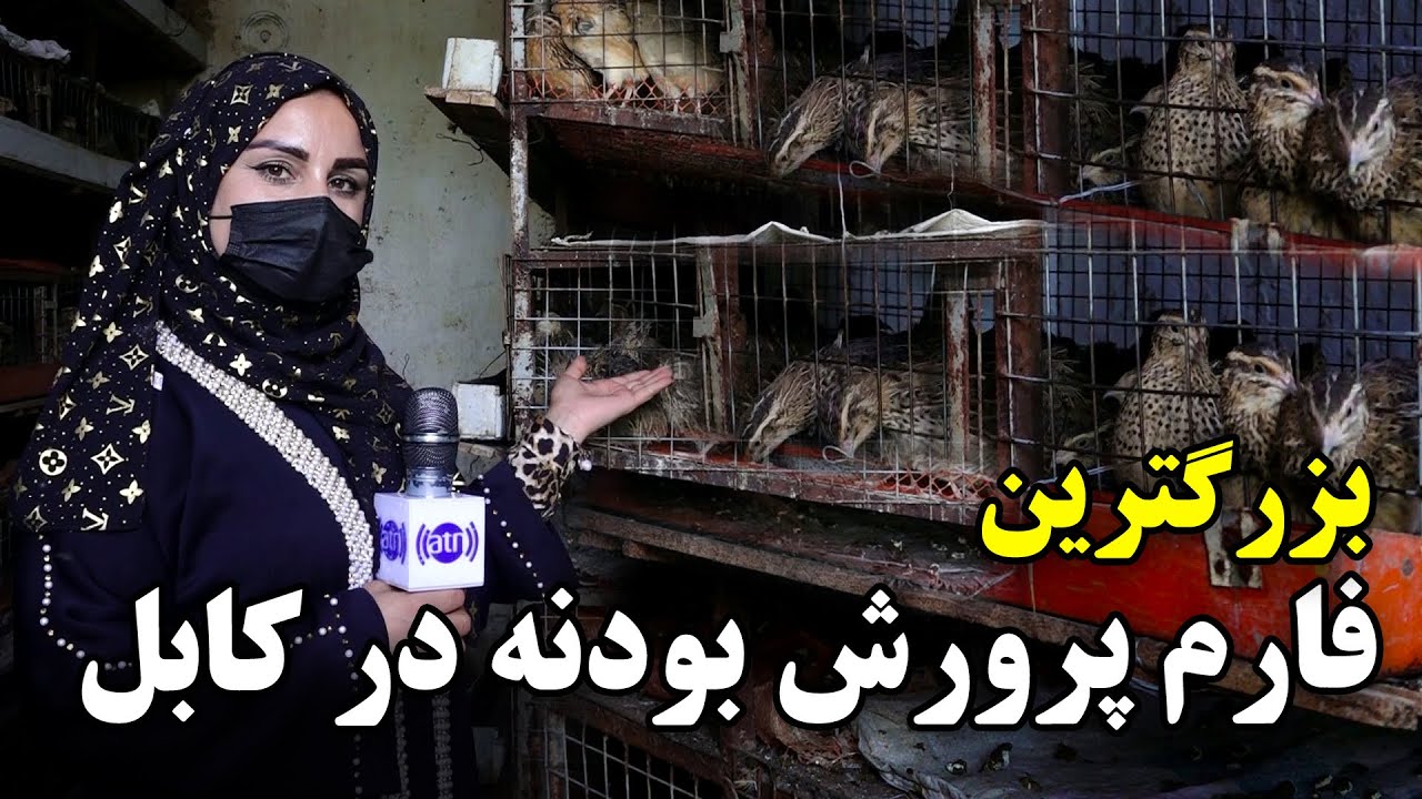 The biggest Quail farm in Kabul, Freshta report / بزرگترین فارم پرورش بودنه در کابل، گزارش فرشته