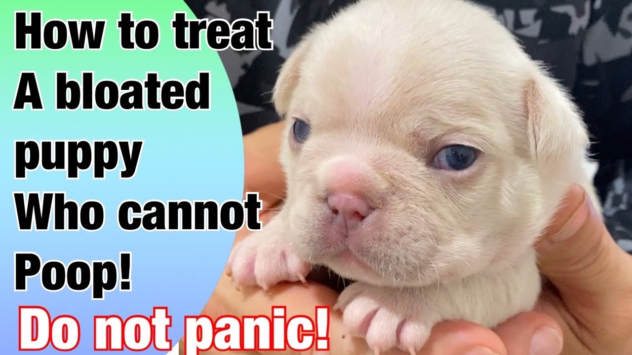What to do if your puppy cannot poop