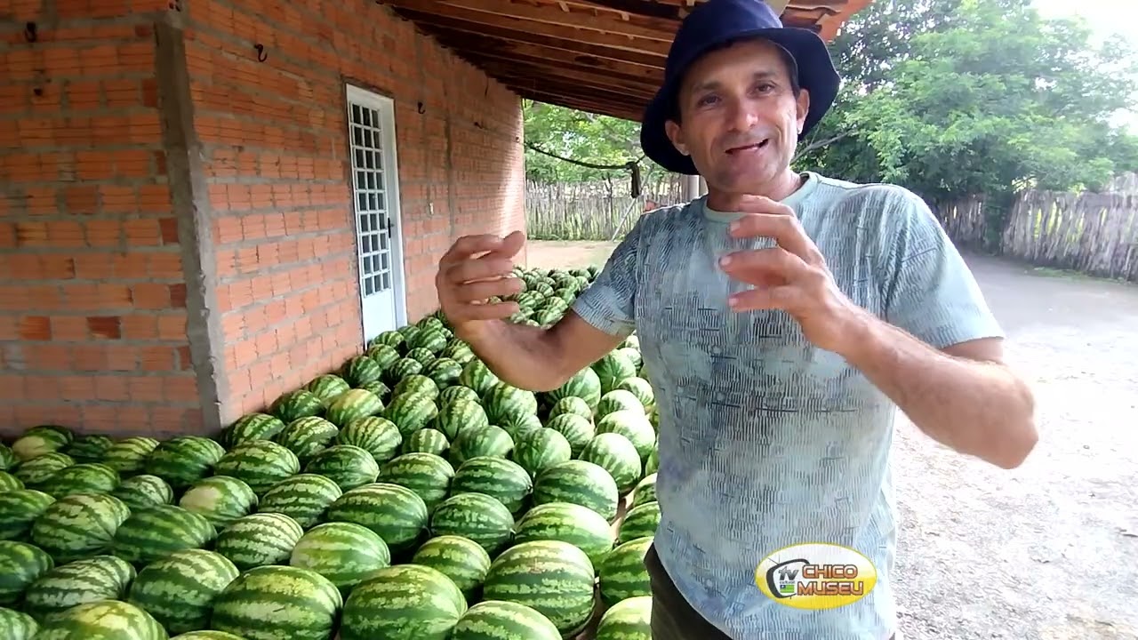 GRANDE COLHEITA DA MELANCIA NO QUINTAL DE CASA