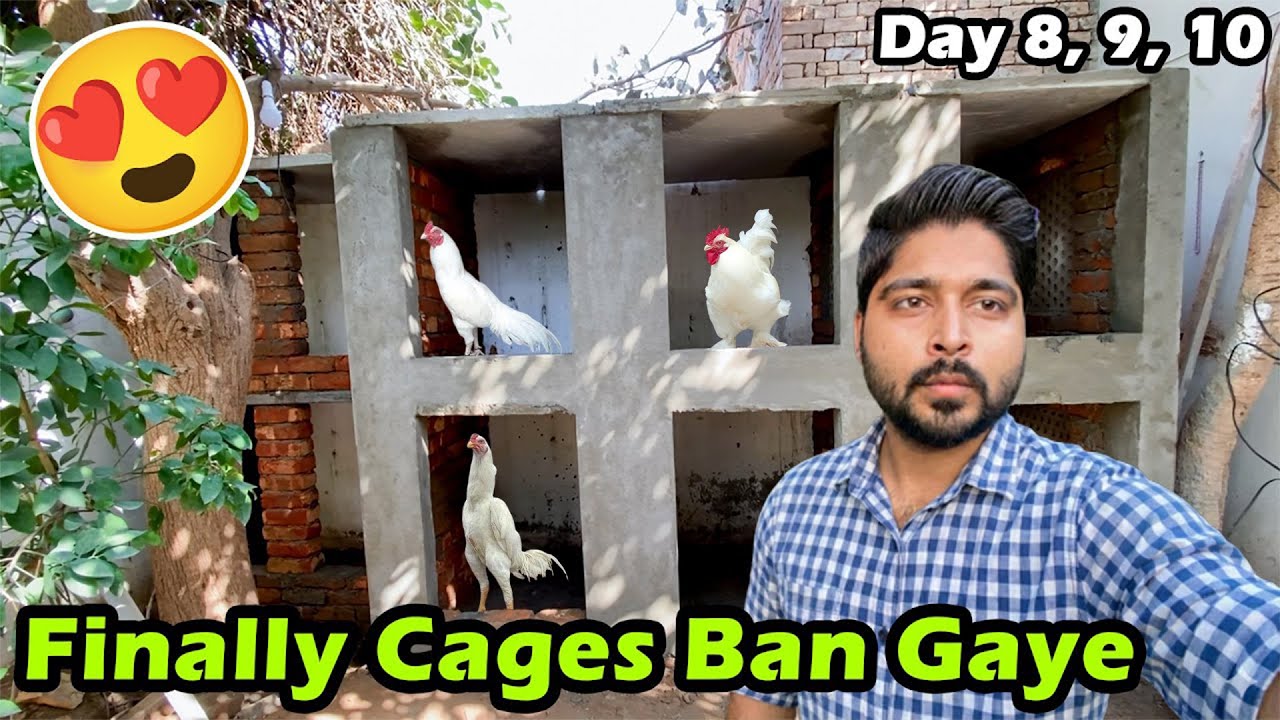 Al-Hamdulilah! Finally Cages Ban Gaye 💖🥰 | Day 8, 9, 10 #birds #vlog