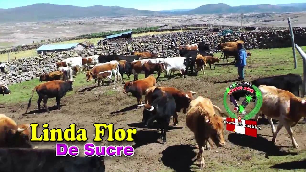 LINDA FLOR DE SUCRE (Tema Maysullay - Maiso) TORIL 2016