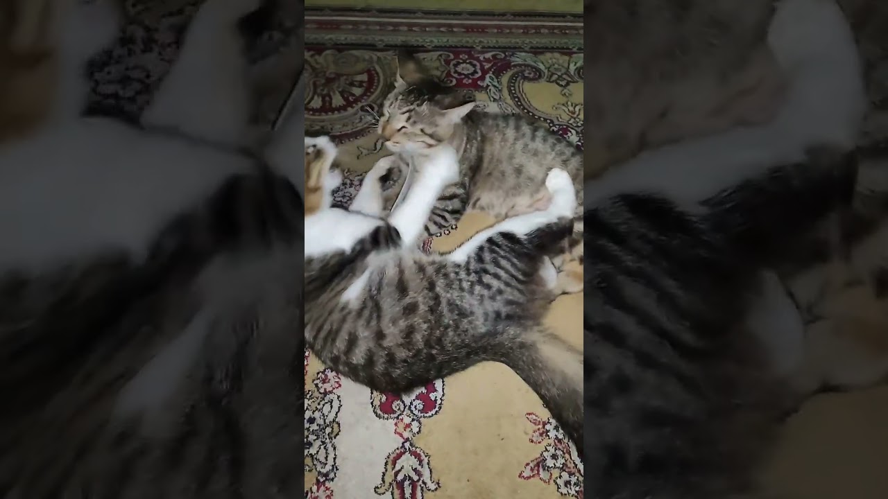 A glimpse of the emblazed... #cat #cats #catvideos #catsoftiktok #catsofinstagram #catuber