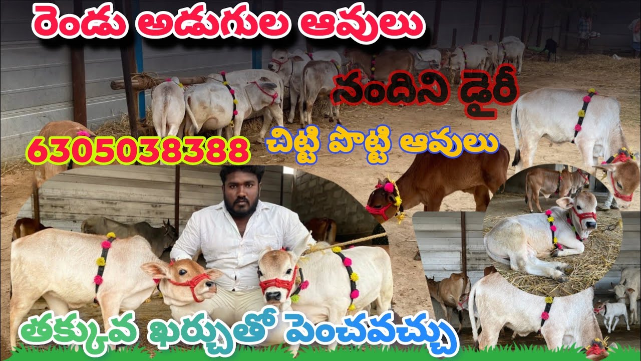 🐄 పొట్టి ఆవుల పెంపకంలో యువ రైతు విజయం || Young Farmer Success with Potti Cows 🐄
