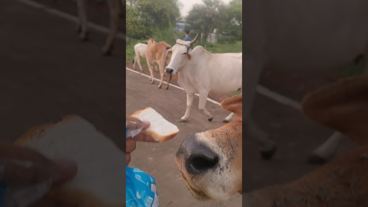 Daily Cow Feeding Routine ❤️ #cowlove #cowseries #viralshorts #villagelife #feedingvideo