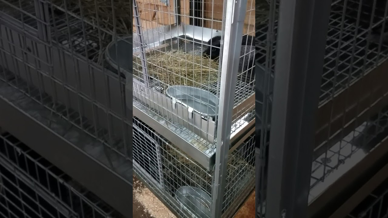 KW Rabbit cages for the Homestead