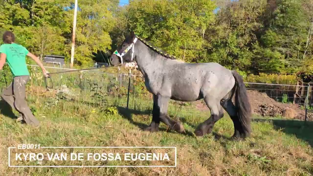 Kyro van de Fossa Eugenia