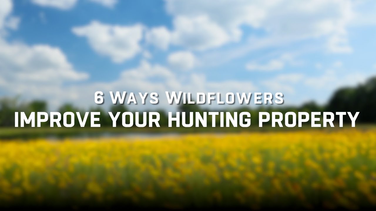 Planting Wildflowers for Wildlife | Nativ Seeds