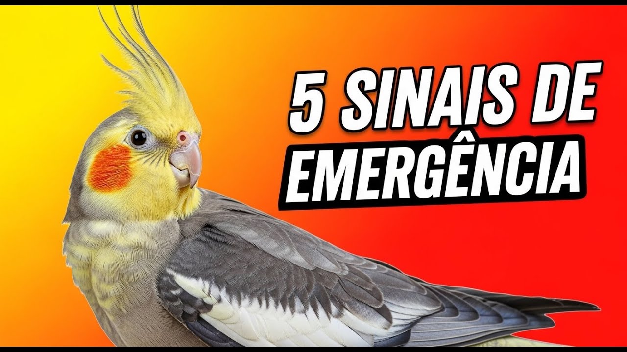 5 Sinais de Emergência em Calopsitas que Podem Salvar a Vida da Sua Ave