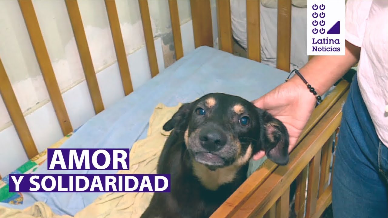 Fundó albergue para perros abandonados y enfermos | La peruana del día