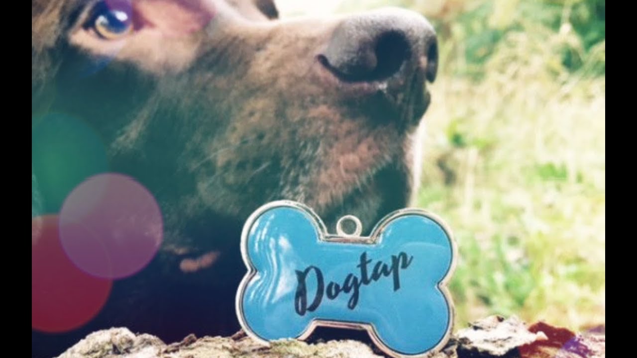 Unsere digitalisierte Hundemarke Dogtap | Einfach erkl&auml;rt