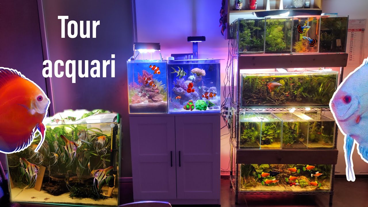 NUOVO TOUR degli ACQUARI!