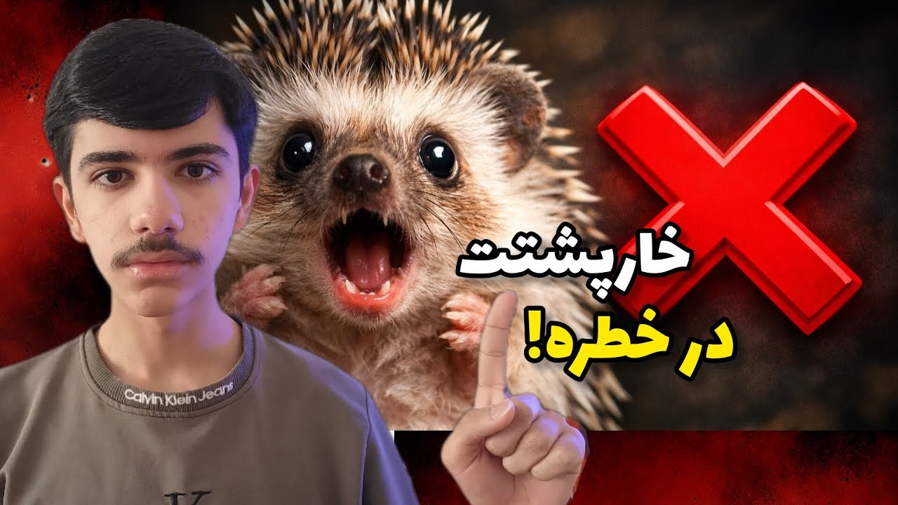 داری خارپشتتو نابود می کنی! | اشتباهات رایج در نگهداری جوجه تیغی🦔