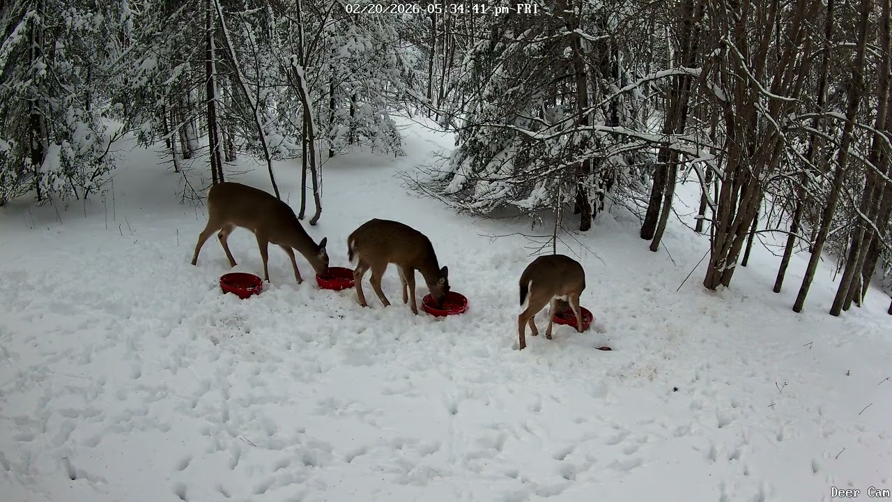 Deer 2-20-2026 5:26 PM