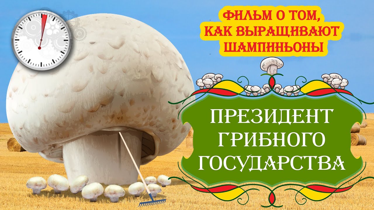 Президент 👑 грибного государства || Фильм о том, как выращивают шампиньоны