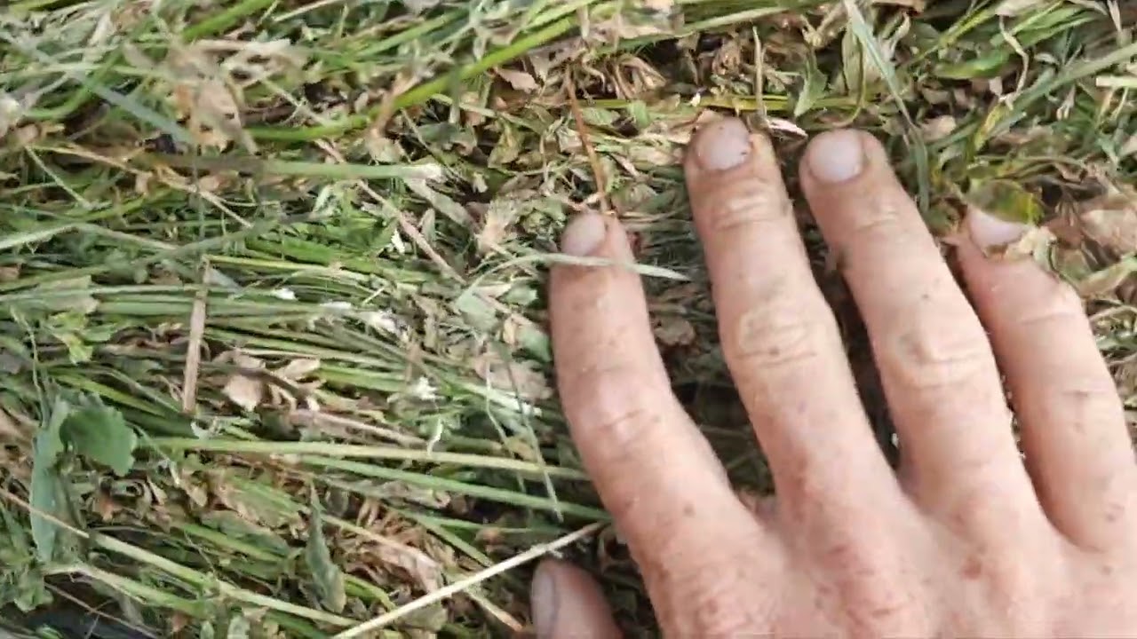 Am balotat în 13  octombrie  lucernă un RECORD  pentru  noi