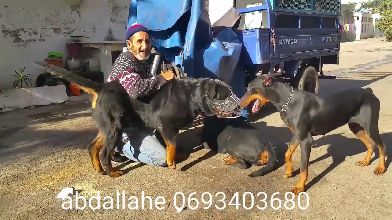 سوق القريعة بالدار البيضاء🇲🇦🇲🇦 مع باعبدالله أحد باعة الكلابsouk kriaa Casablanca