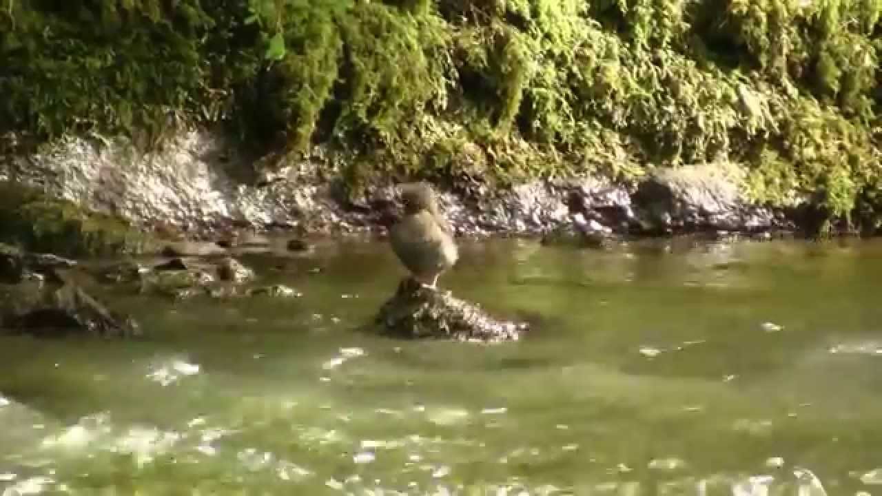 American Dipper; Grooming. Ам. оляпка, чистка (2276sp)