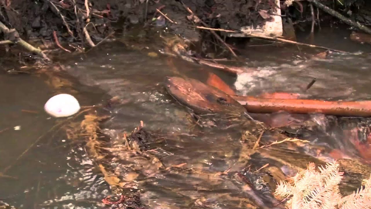 Victory Wanderers intro