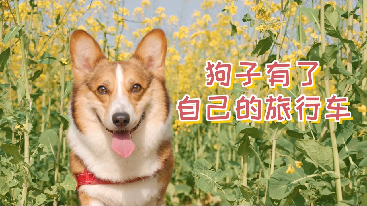 狗子有了自己的旅行车，车门一拉就是一段新的冒险