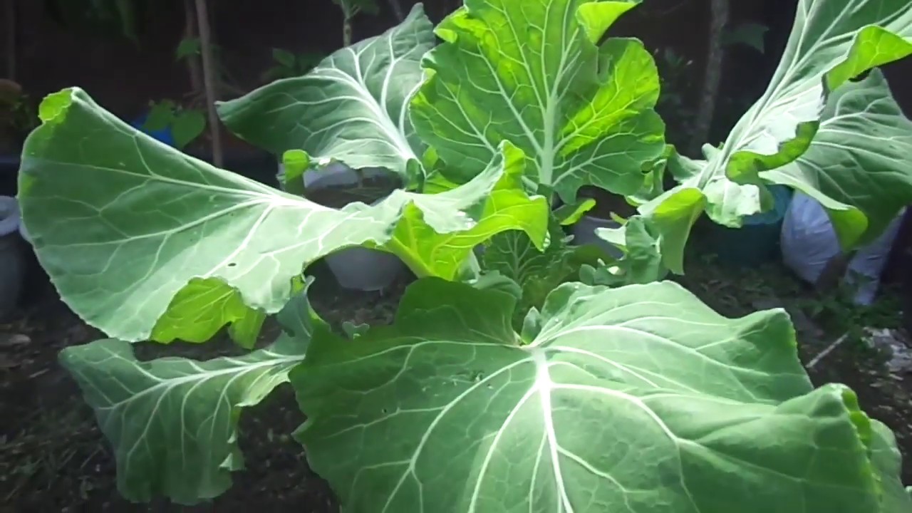 Faz sua COUVE virar um MONSTRO (Forte e Saudável)  Adubo Natural!