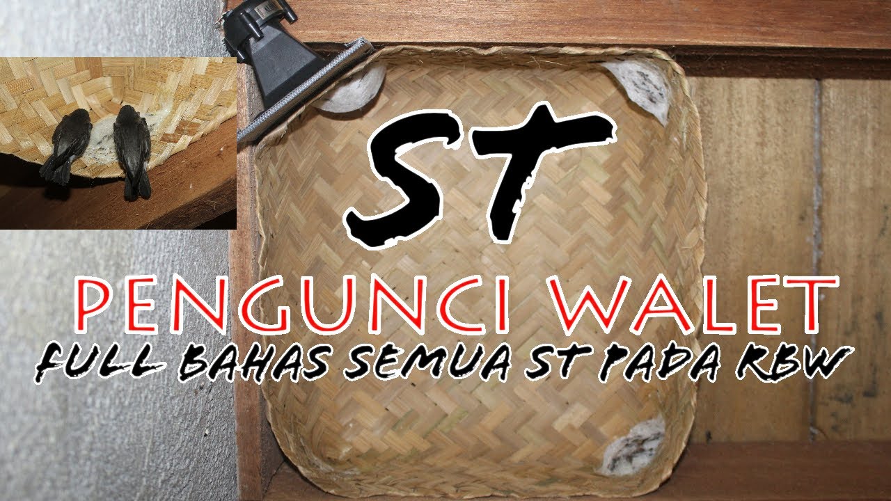 Komplete Bahas Suara Tarik Walet