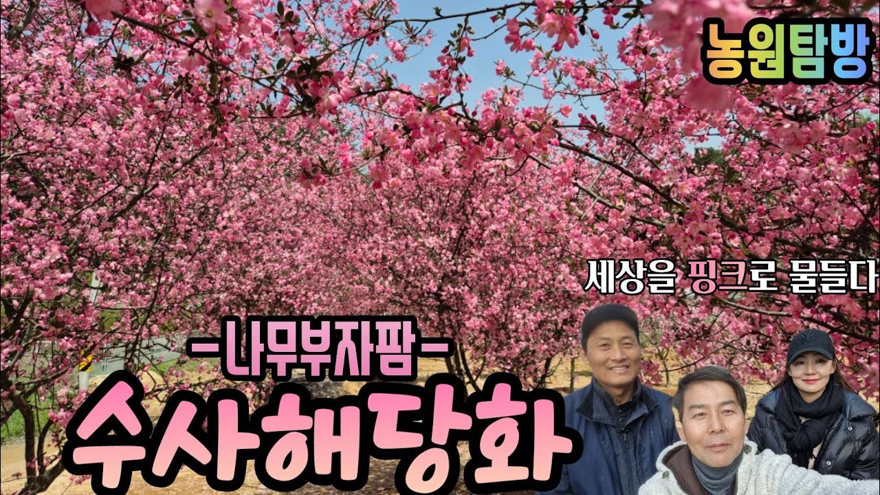 [농원탐방] 여긴 수사해당화에 진심 ❤️  나무부자팜 (수사?서부? 혼동되시면 꼭 보셔야할 영상!!)