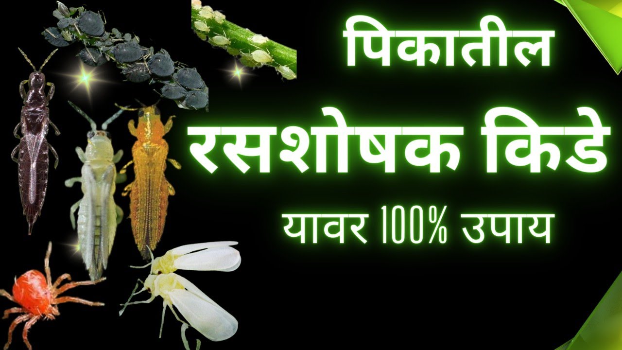 पिकात येणारे रसशोषक किडीची ओळख व त्यावरील उपाय ll Identification and Control of Sucking Pests