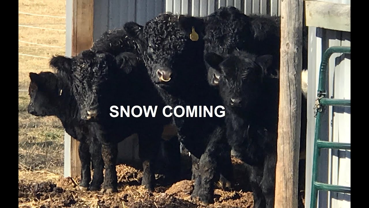 Belted Galloway Cattle In Snow Storm | Belted Galloway Homestead